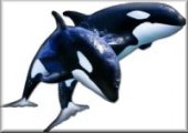 orcas.jpg (5237 bytes)