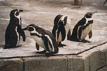 pinguinos.gif (25944 bytes)