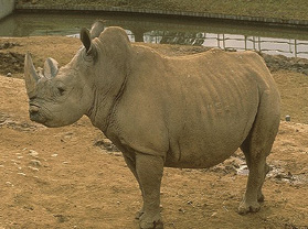rinoceronte.jpg (33991 bytes)